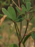 Melilotus neapolitanus