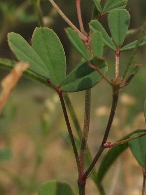 Изображение особи Melilotus neapolitanus.