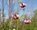 Lilium pilosiusculum. Часть соцветия. Якутия (Саха), Мирнинский р-н, окр. пос. Светлый, берег р. Вилюй. 24.06.2009.