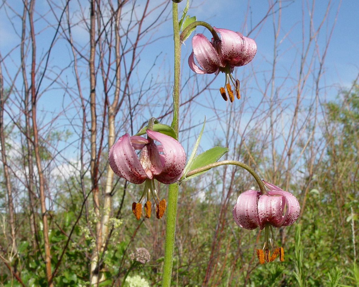 Изображение особи Lilium pilosiusculum.