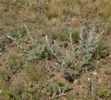 Artemisia austriaca