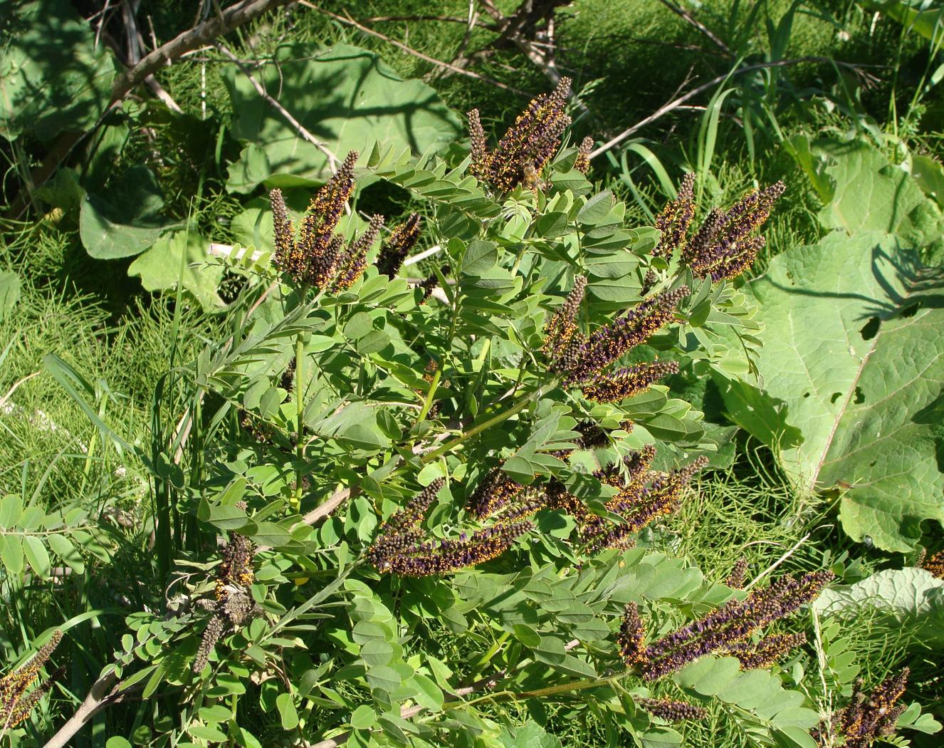 Изображение особи Amorpha fruticosa.