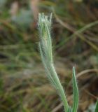 Pilosella procera