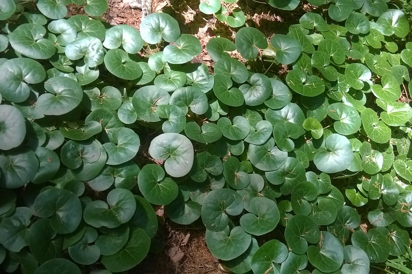 Изображение особи Asarum europaeum.