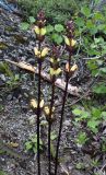 Pedicularis sceptrum-carolinum