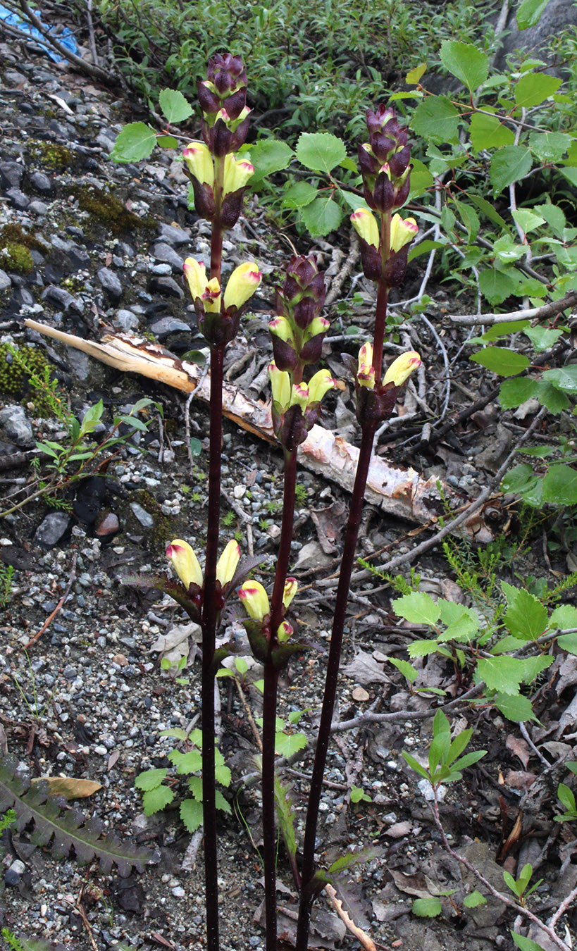 Изображение особи Pedicularis sceptrum-carolinum.