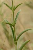 Veronica spuria