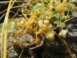 Cuscuta campestris