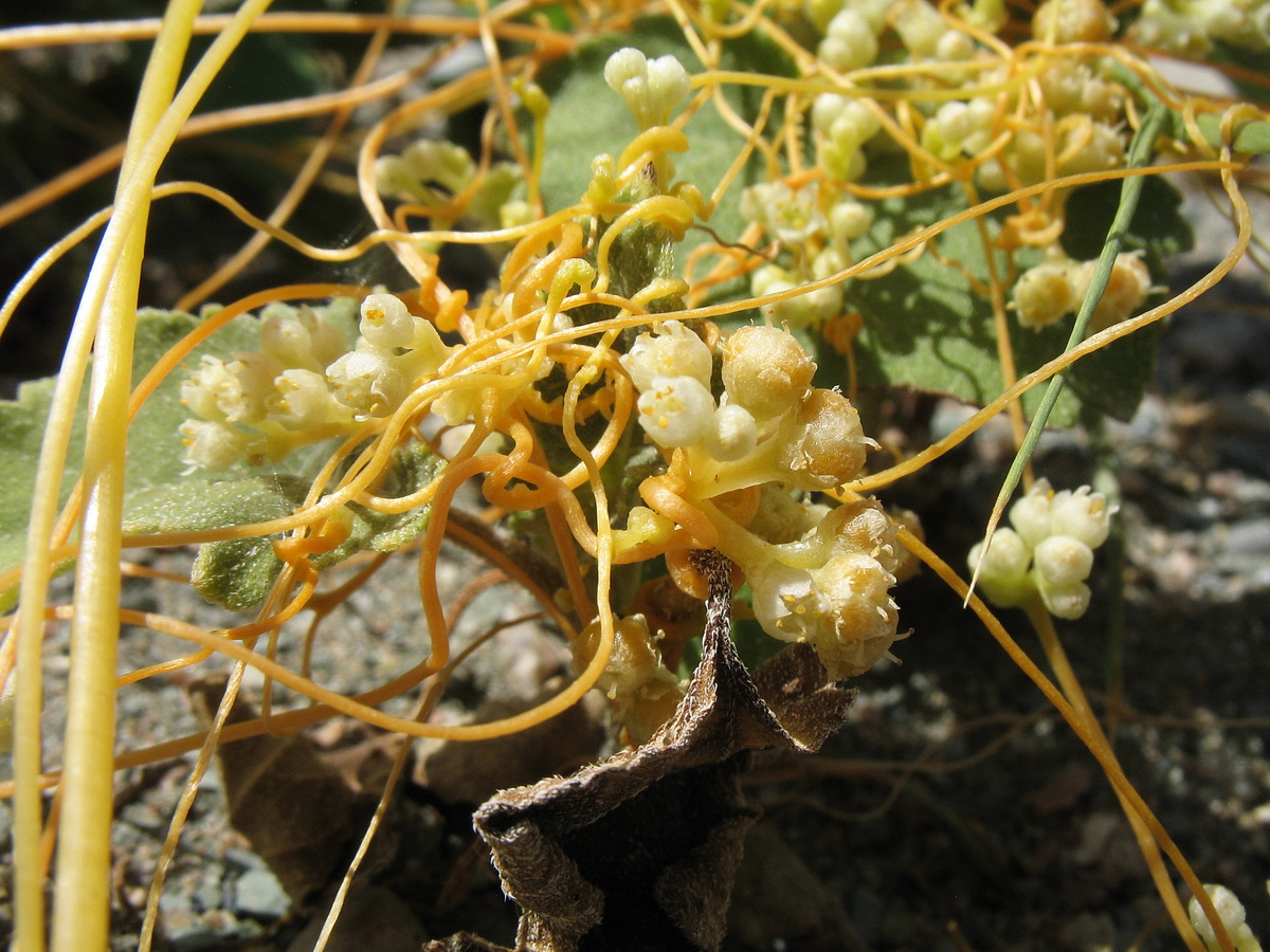 Изображение особи Cuscuta campestris.