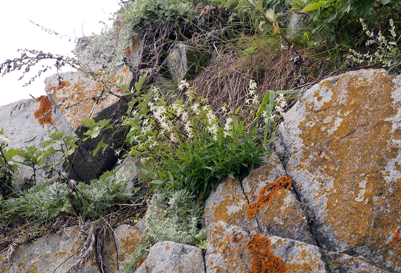 Image of Silene foliosa specimen.