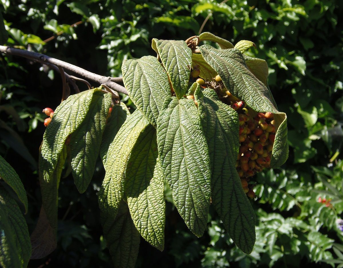 Image of Viburnum rhytidophyllum specimen.