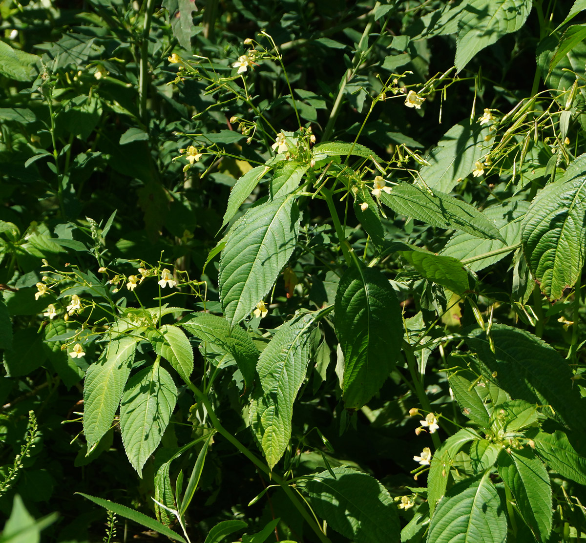 Image of Impatiens parviflora specimen.