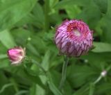 Xerochrysum bracteatum. Соцветие при высокой влажности. Московская обл., Раменский р-н, окр. дер. Хрипань, садовый участок. 11.09.2018.