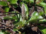 род Salix
