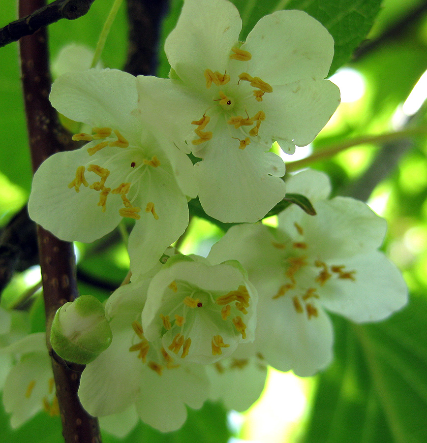 Image of Actinidia kolomikta specimen.