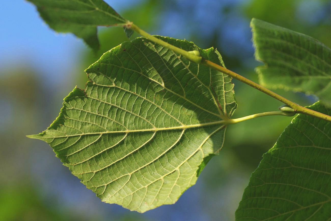 Изображение особи Tilia cordifolia.