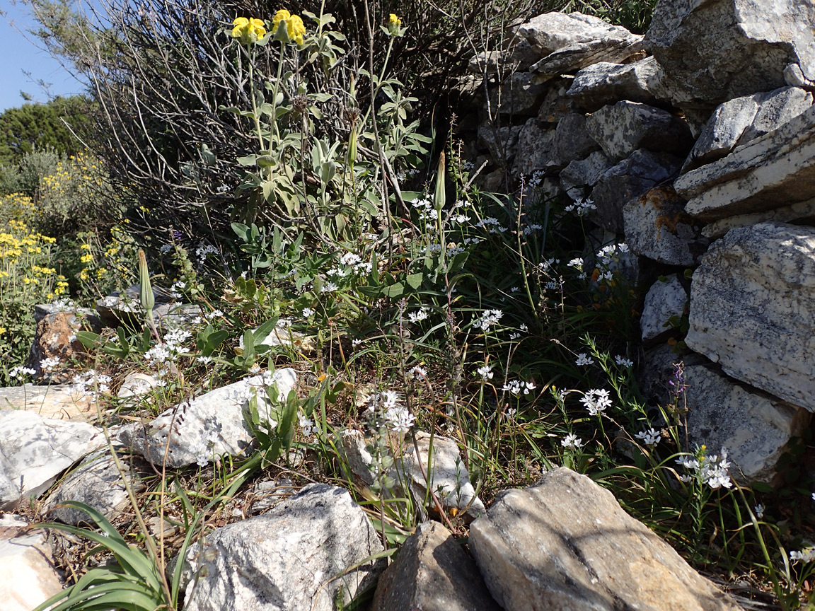 Image of Allium subhirsutum specimen.