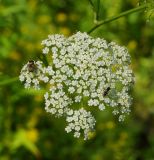 Sium latifolium. Соцветие с кормящимися мухой (слева) и пчелой. Восточный Казахстан, г. Усть-Каменогорск, правый берег р. Иртыш, влажный луг. 30.07.2018.