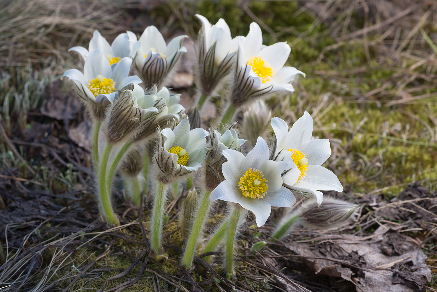 Image of Pulsatilla uralensis specimen.