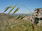 Bromus japonicus. Верхушка побега с соцветием. Южный Казахстан, западные отроги Киргизского хр., горы Ботамойнак в окр. г. Тараз, ≈ 940 м н.у.м., каменистый склон юго-зап. экспозиции. 9 мая 2018 г.