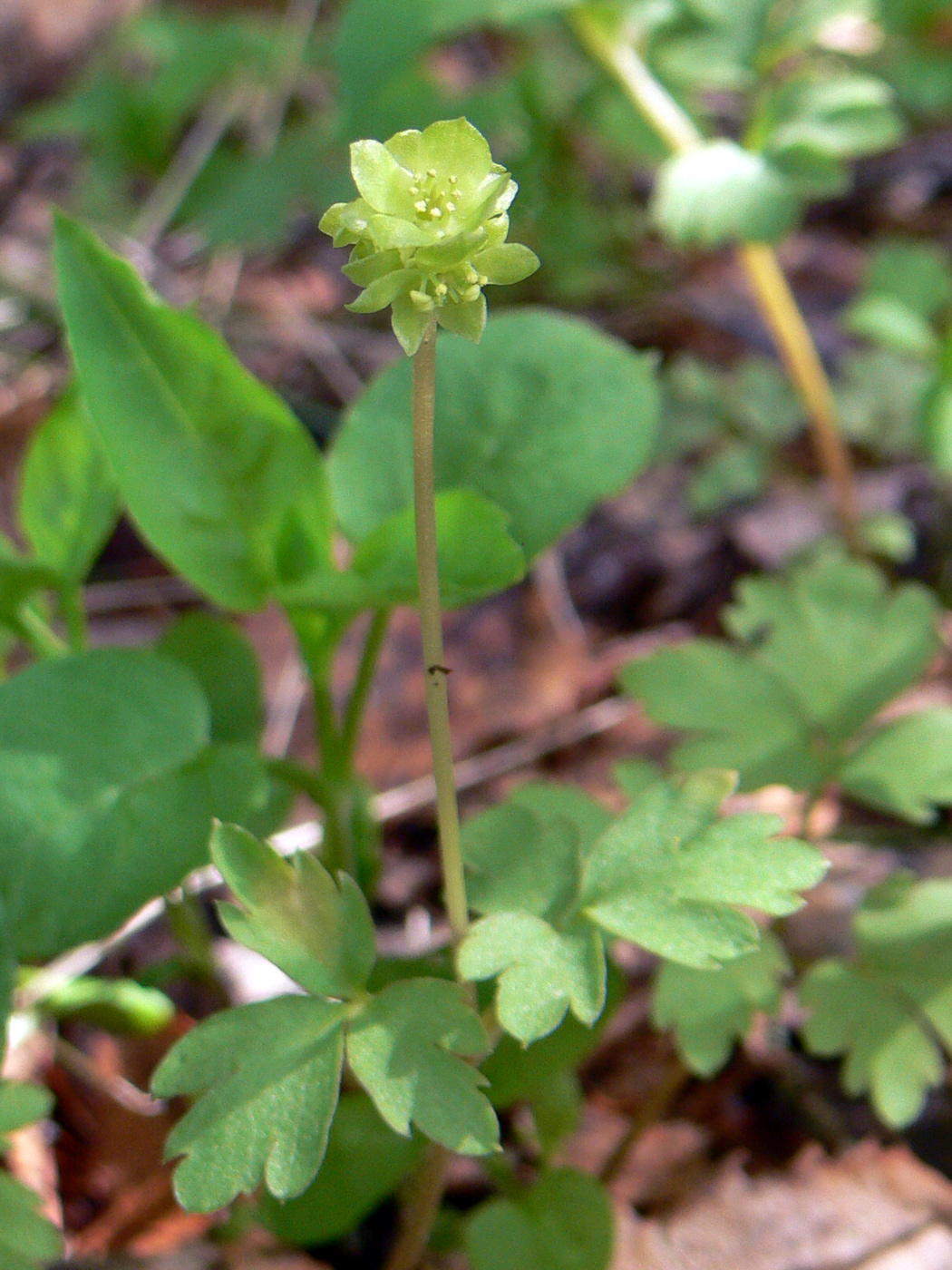 Image of Adoxa moschatellina specimen.