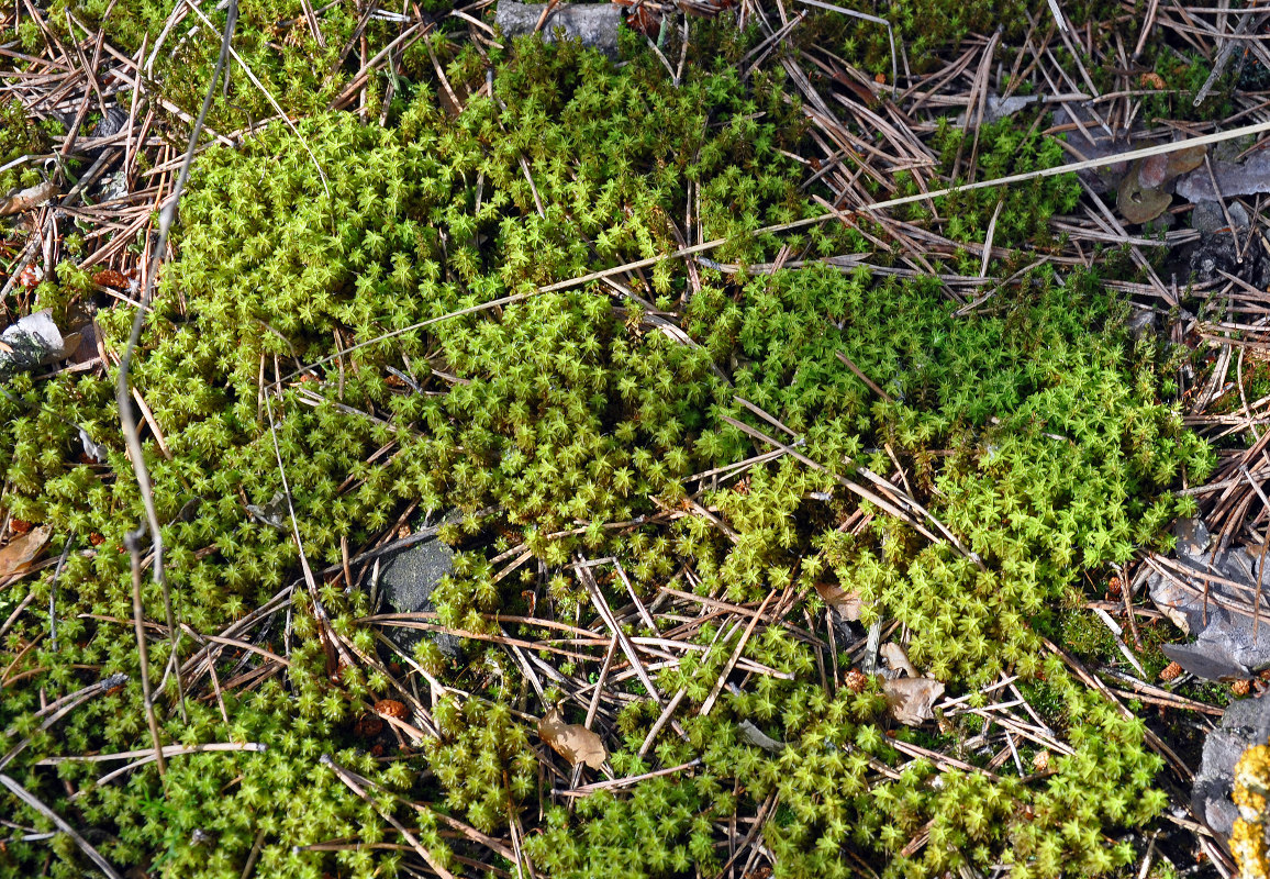 Image of Syntrichia ruralis specimen.