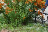 Helenium autumnale