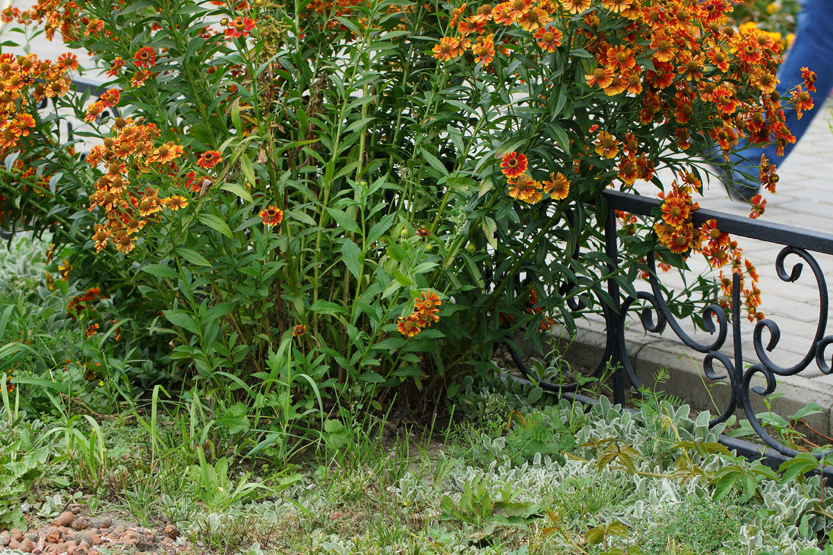 Image of Helenium autumnale specimen.