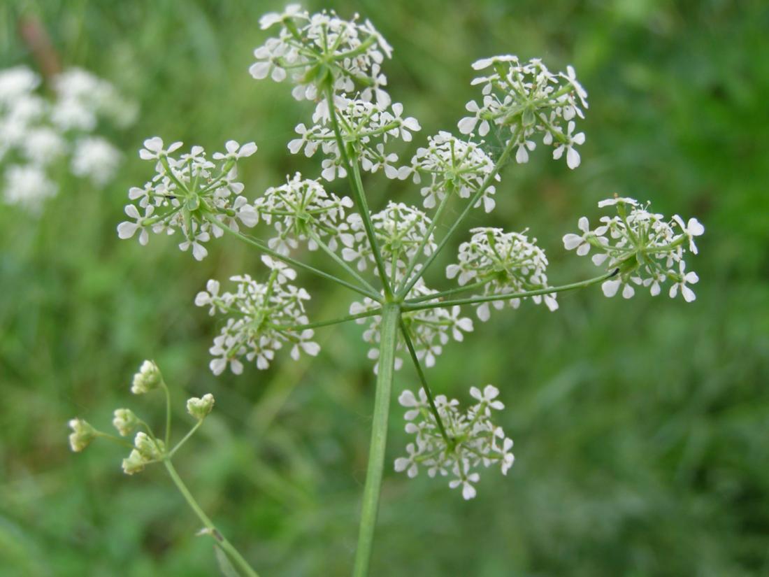 Изображение особи Anthriscus sylvestris.