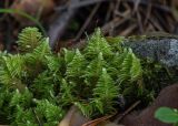 Ptilium crista-castrensis