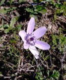 Anemone pavonina. Цветок. Кипр, национальный парк \"Полуостров Акамас\", луг. 12.01.2012.