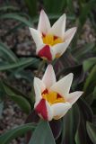 Tulipa berkariensis