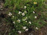 Arabidopsis arenosa ssp. borbasii