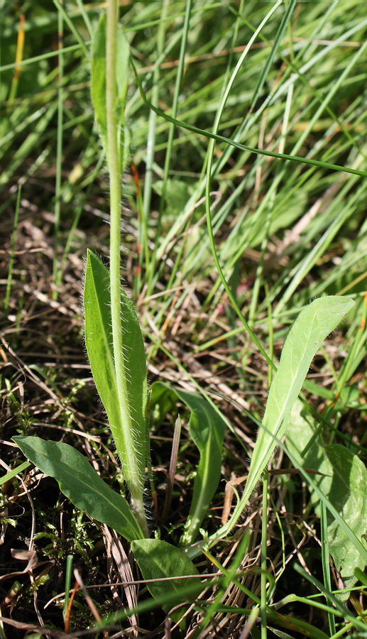 Image of Pilosella &times; floribunda specimen.