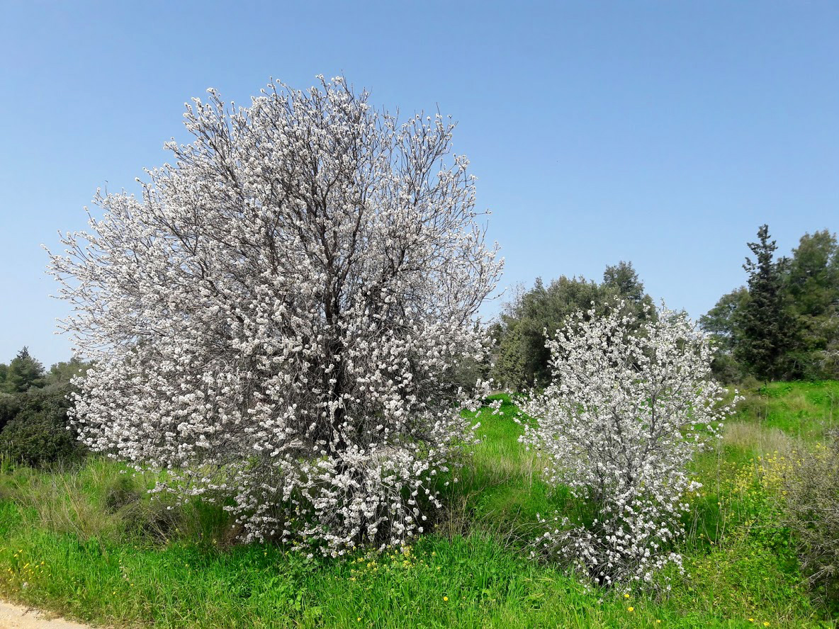 Изображение особи Amygdalus communis.