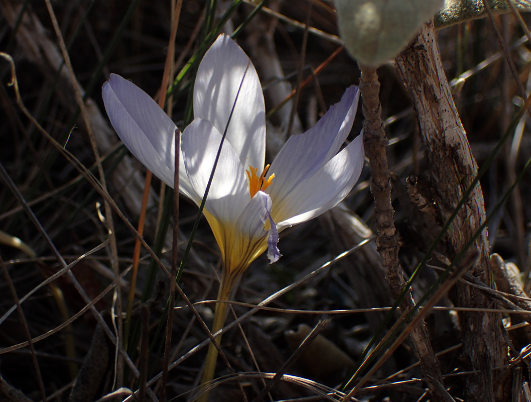 Изображение особи Crocus laevigatus.