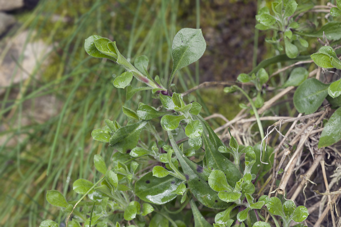 Изображение особи Silene italica.