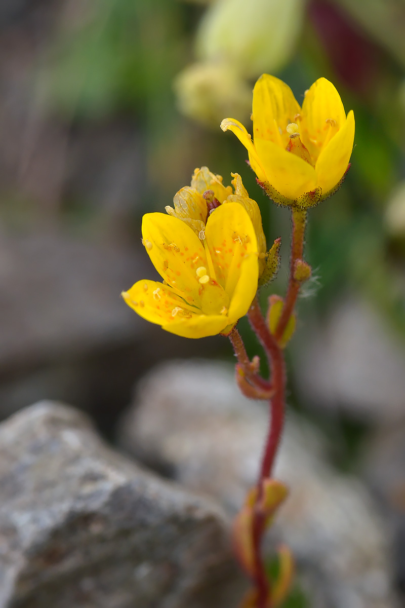 Image of Saxifraga flagellaris specimen.