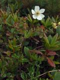 Anemonastrum sibiricum. Цветущий побег. Магаданская обл., окр. г. Магадан, п-ов Старицкого, сопка Марчеканка, закустаренный участок. 26.06.2016.