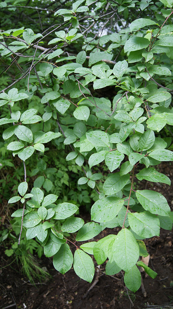 Image of Padus avium ssp. pubescens specimen.