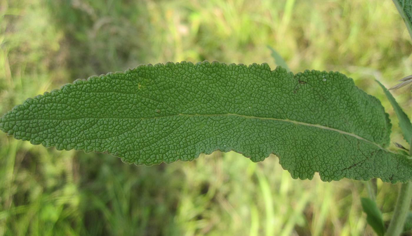 Image of Salvia deserta specimen.
