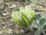 Astragalus calycinus