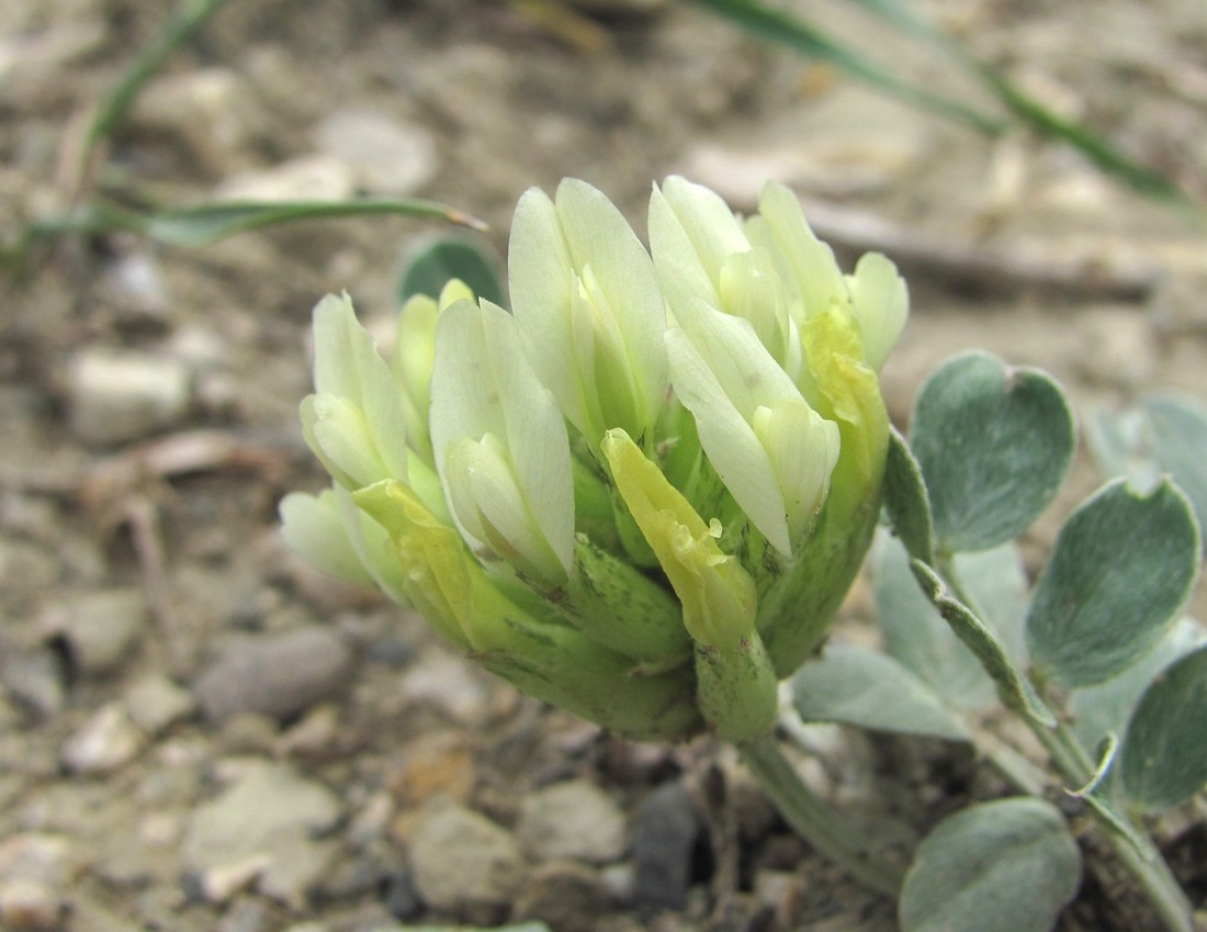 Изображение особи Astragalus calycinus.