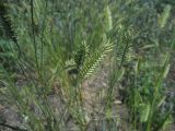 Agropyron pectinatum