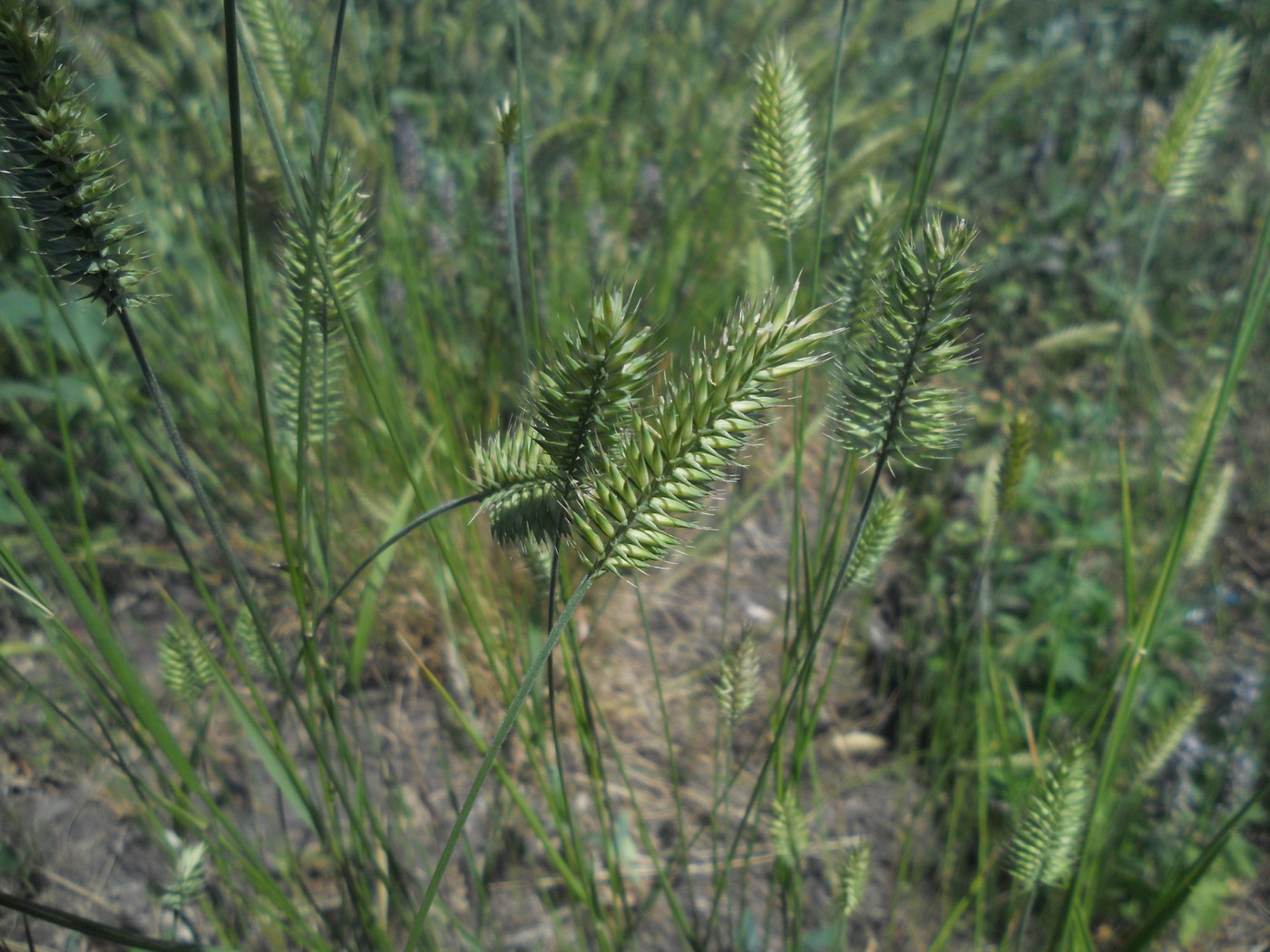 Изображение особи Agropyron pectinatum.