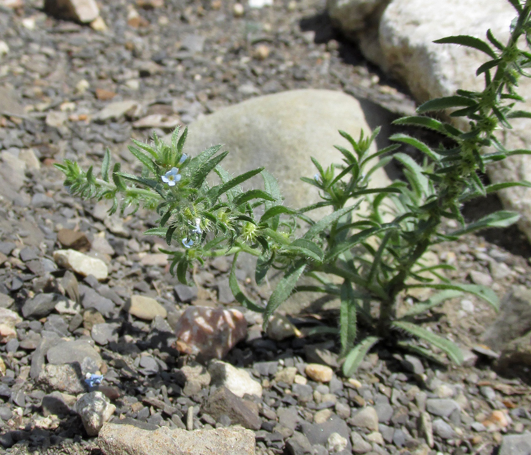 Image of genus Lappula specimen.