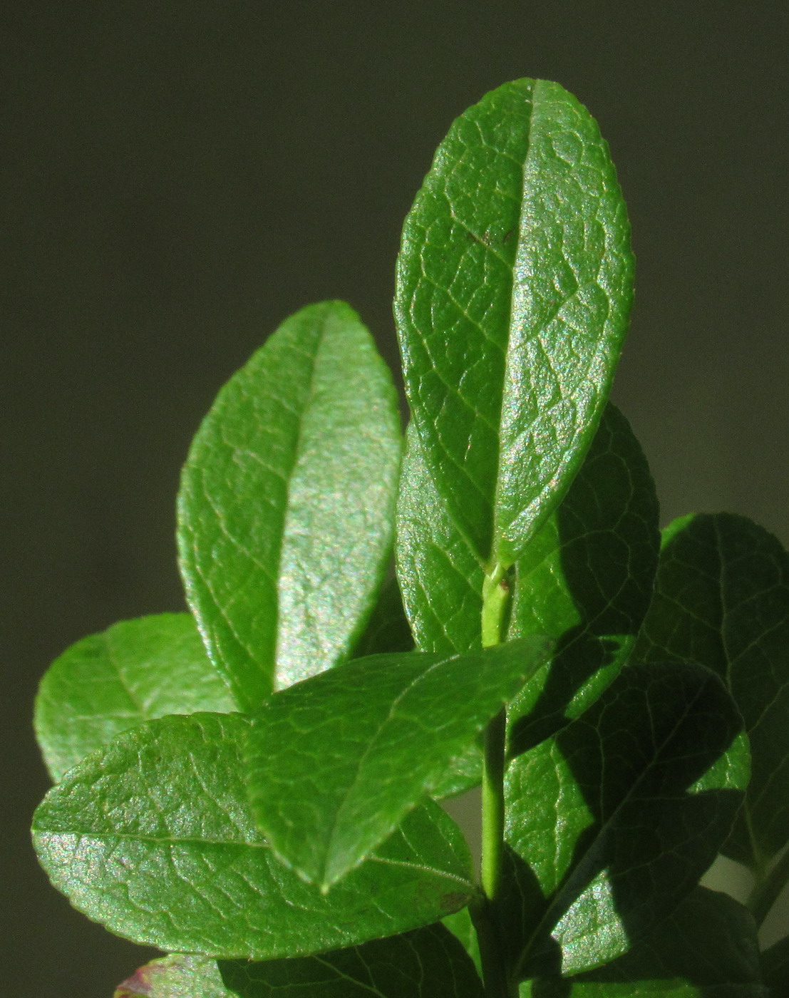 Image of Vaccinium &times; intermedium specimen.