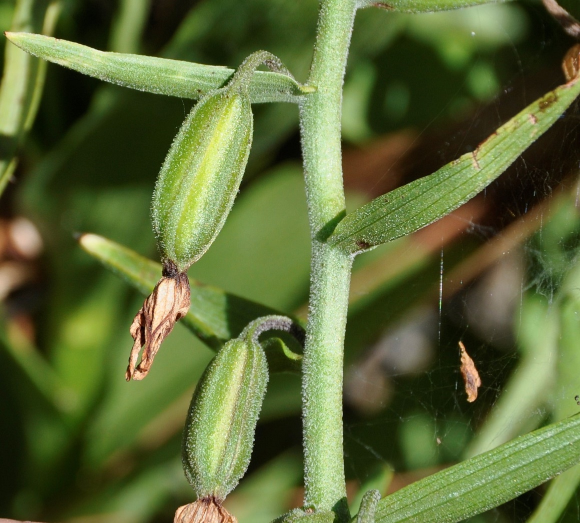 Изображение особи Epipactis veratrifolia.