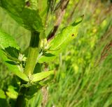 Verbascum lychnitis. Часть стебля с листьями и пазушными побегами. Московская обл., г. Электрогорск, заброшенный садовый участок в старой части города. 27.07.2019.