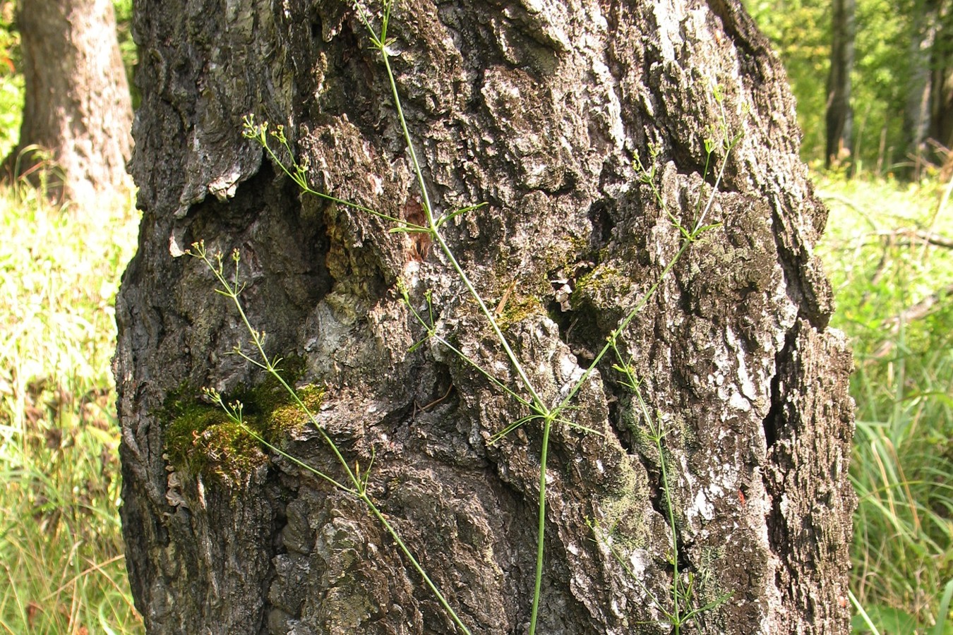 Изображение особи Galium triandrum.